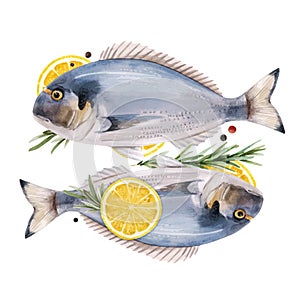 Beautiful vector stock illustration with watercolor hand drawn dorado fish.