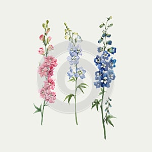 Beautiful vector watercolor floral set with pink, white and blue delphinium flowers. Stock illustration.