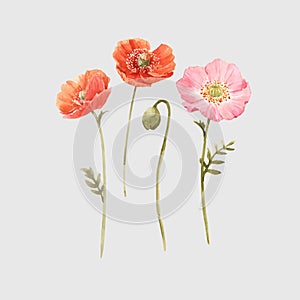 Beautiful vector watercolor floral set with red and pink poppy flowers. Stock illustration.