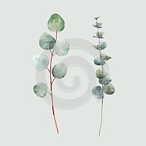 Beautiful vector watercolor floral set with two eucalyptus branches. Stock illustration. photo