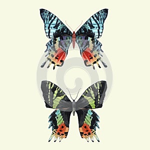 Beautiful vector watercolor summer colourful butterfly set. Hand drawn clip art. Beauty of nature. Transparent