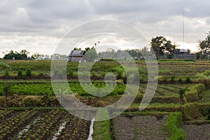 Beautiful vegetable fields in Bali, Abiensemal, Indonesia. Palm trees, field workers and a small shack in the background