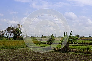 Beautiful vegetable fields in Bali, Abiensemal, Indonesia. Palm trees, field workers and a small shack in the background