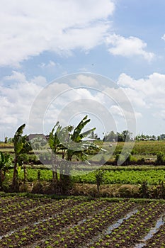 Beautiful vegetable fields in Bali, Abiensemal, Indonesia. Palm trees, field workers and a small shack in the background