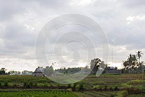 Beautiful vegetable fields in Bali, Abiensemal, Indonesia. Palm trees, field workers and a small shack in the background