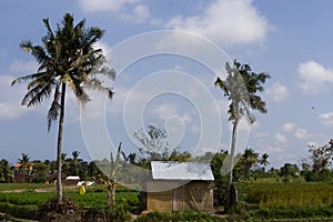 Beautiful vegetable fields in Bali, Abiensemal, Indonesia. Palm trees, field workers and a small shack in the foreground