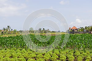 Beautiful vegetable fields in Bali, Abiensemal, Indonesia. Palm trees and a house in the background