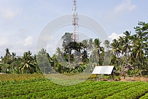 Beautiful vegetable fields in Bali, Abiensemal, Indonesia. Palm trees, a small shack and a Utility pole in the background