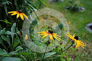 Rudbeckia hirta `Herbstwald` in August. Rudbeckia hirta, commonly called black-eyed Susan, is a flowering plant. Berlin, Germany