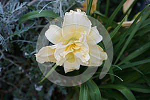 Hemerocallis Schnickel Fritz in the garden. Berlin, Germany photo