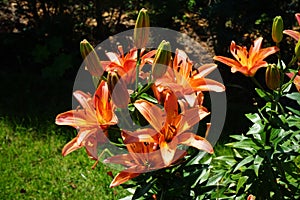 Asiatic Lilium x hybridum `Cancun` in July in the garden. Lilium, true lilies, is a genus of herbaceous flowering plants. Berlin