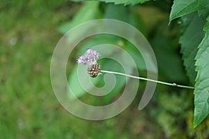 Garlic, Allium sativum, is a species of bulbous flowering plant in the onion genus Allium. Berlin, Germany