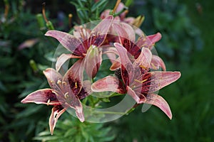 Asiático flores en julio en jardín. verdadero lirio es un nacido de herbario floreciente plantas. berlina 