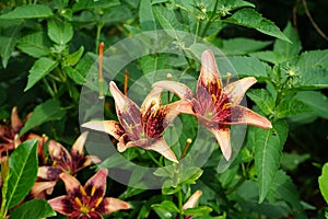 Asiático flores en julio en jardín. verdadero lirio es un nacido de herbario floreciente plantas. berlina 