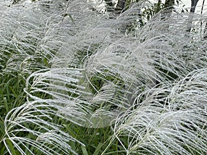 beautiful vegetation on Lake Kaban