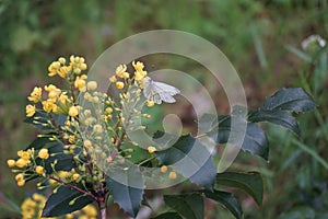 European cabbage butterfly on Mahonia aquifolium flowers in the forest in May. Berlin, Germany