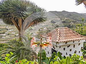 The beautiful vegetation near the town of Agulo on La Gomera Island near Tenerife, Spain