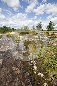 Beautiful vegetation and summer sky at Torrance Barrens