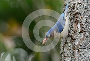 Velvet-fronted Nuthatch Sitta frontalis