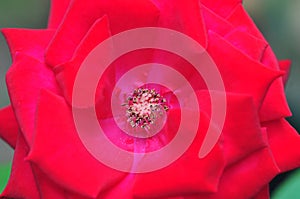 Beautiful Velvet Red Rose Blooming in the Garden