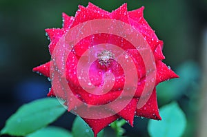 Beautiful Velvet Red Rose Blooming in the Garden