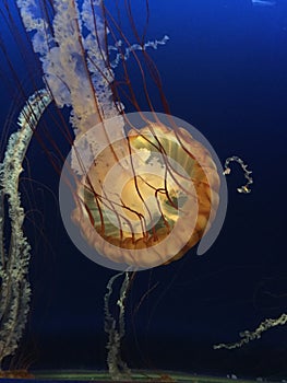 Beautiful venemous jellyfish