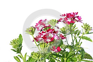 Beautiful verbena close up background