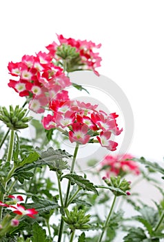 Beautiful verbena flowers on white