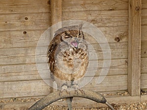 A beautiful Vermiculated Eagle Owl - Bubo cinerascens, sitting and yawning