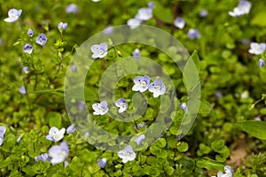 Beautiful veronica chamadris - blue flowers in spring. Floral background. Veronica Alpine Veronica fruticans . Wild