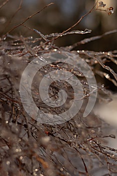 Beautiful vertical close up shot of tree branches covered in ice on winter day on blurry background