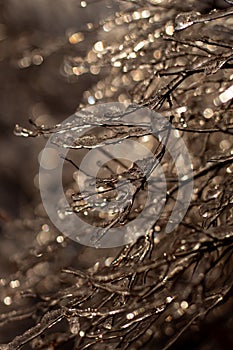 Beautiful vertical close up shot of tree branches covered in ice on winter day on blurry background