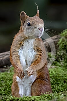 Beautiful vertical closeup shot of a curious squirrel in a forest with a blurry background