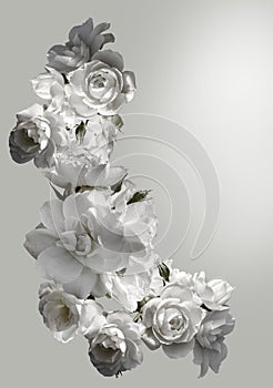 Beautiful vertical frame with a bouquet of white roses with rain drops. Black and white toning image