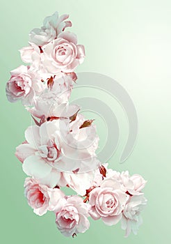 Beautiful vertical frame with a bouquet of white roses with rain drops. Vintage toning image.