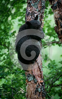 Beautiful vertical picture of a black bear cub on the tree