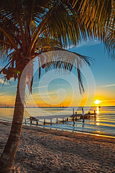 Beautiful vertical picture of a palm against  a wooden bridge and sunset in Roatan Island