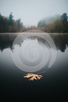 Beautiful vertical picture of a yellow autumn leaf on water against the foliage trees in fog