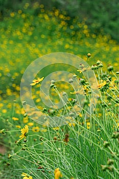 Beautiful vertical shot of a field full of tickseeds