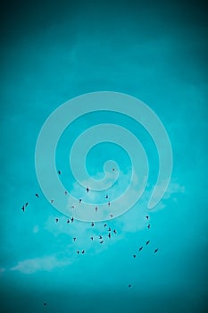 Beautiful vertical shot of a flock of birds flying in blue sky.