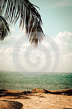 Beautiful vertical shot of hanging tropical palm tree branches with a calm seascape view