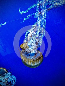 Beautiful vertical shot of a jelly fish on a blue water background