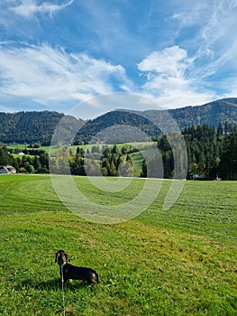 Beautiful vertical shot of a small sausage dog in the green field in the countryside