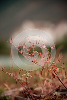 Beautiful vertical view of a herb robert blossom and bud on a blurry background