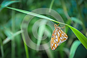 Beautiful very colorful butterfly on a leaf in Hawai