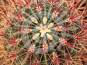 Beautiful but very dangerous cactus