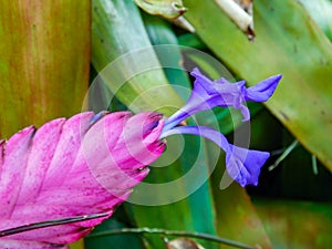 A beautiful and very exotic pink blue flower