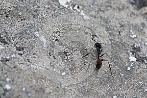 Beautiful very large ant looking for food for friends photo