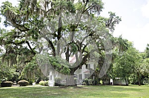 A beautiful and very old southern live oak tree draped in Spanish moss, with grass in the foreground on a sunny day