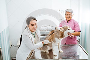 a beautiful vet smiling while check the siberian dog